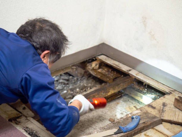 Best Fast Mold Removal  in Bayou Country Clu, LA