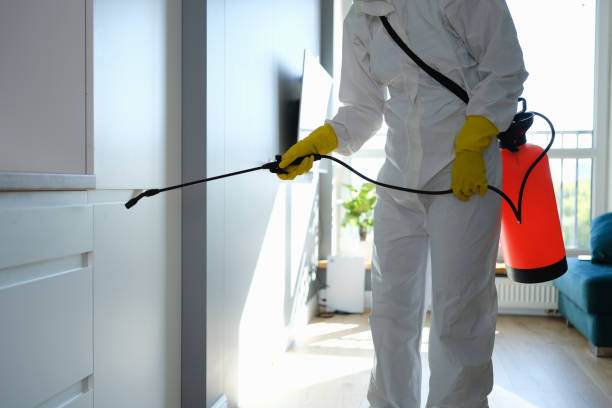 Mold Removal Process in Bayou Country Clu, LA