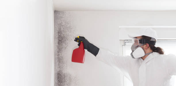 Best Mold Removal Company Near Me  in Bayou Country Clu, LA