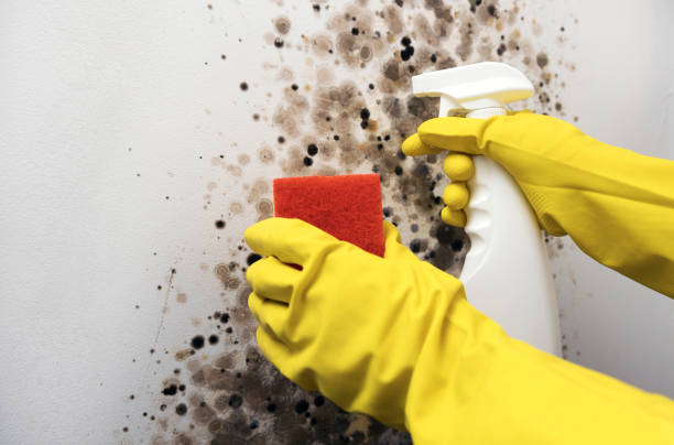 Best Attic Mold Removal  in Bayou Country Clu, LA