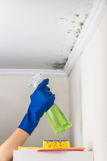 Best Toxic Mold Removal  in Bayou Country Clu, LA